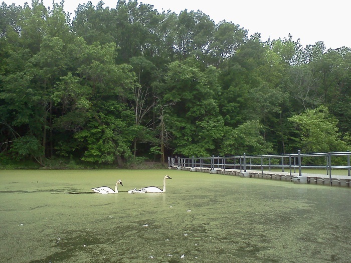 swans